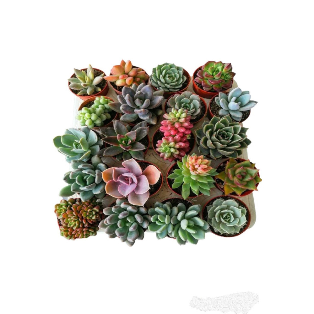 EGZOTİKBAHÇE Sukulent Seti 10 Adet Farklı Succulent Set Mix Dolgun Formlu Çeşit Bitki Fiyatı
