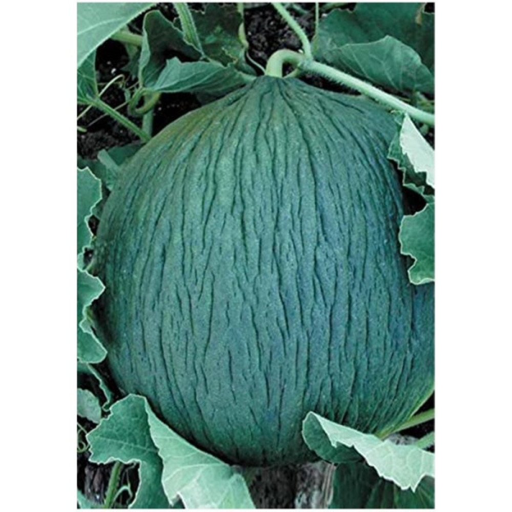 EKS Ticaret Erdem Garden Doğal Kışlık Ankara Kavunu Hasanbey Tohum - 100 Adet Tohum Fiyatı