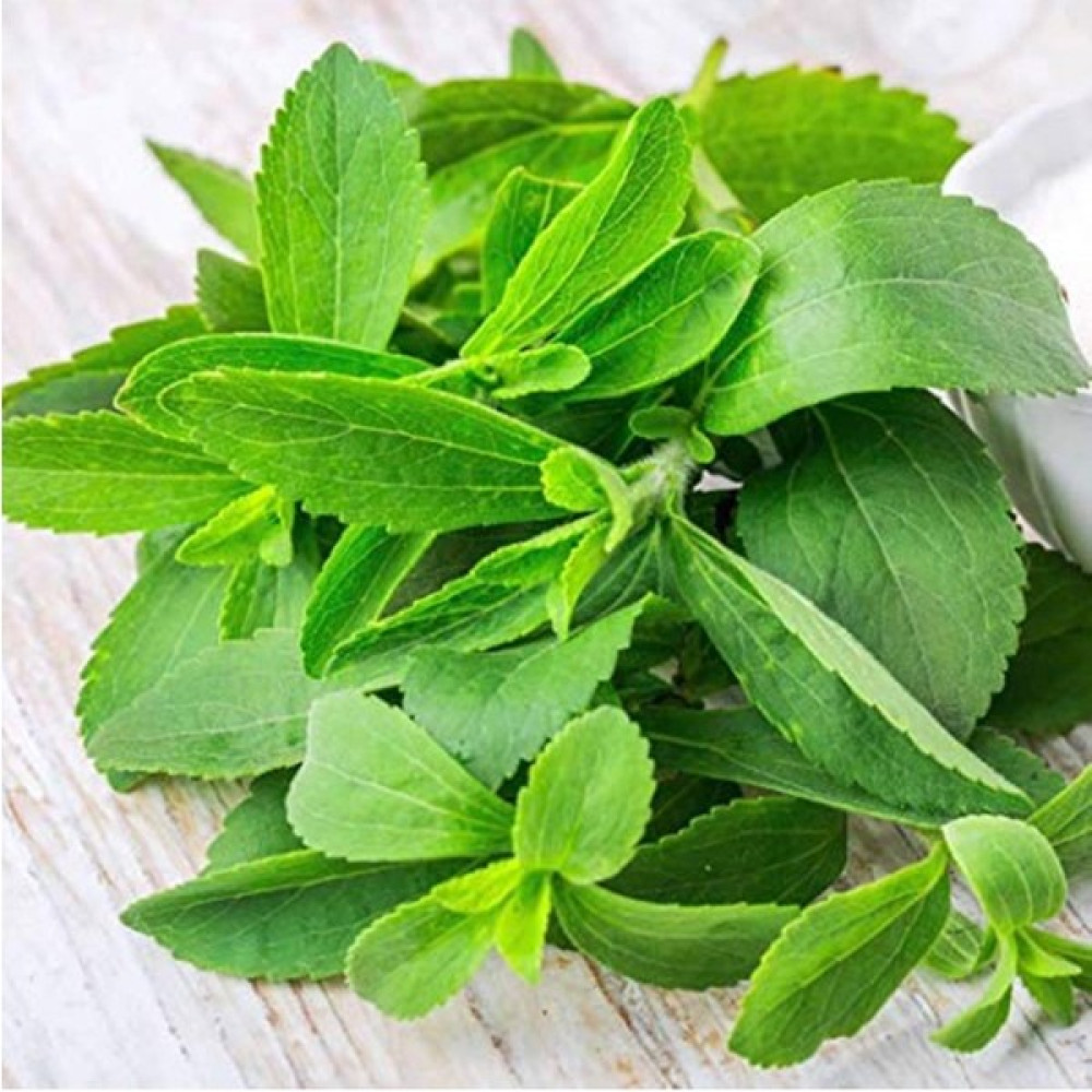 EKS Ticaret Şifalı Şeker Otu(Stevia) Tohumu (40 Tohum) - 40 Adet Tohum Fiyatı