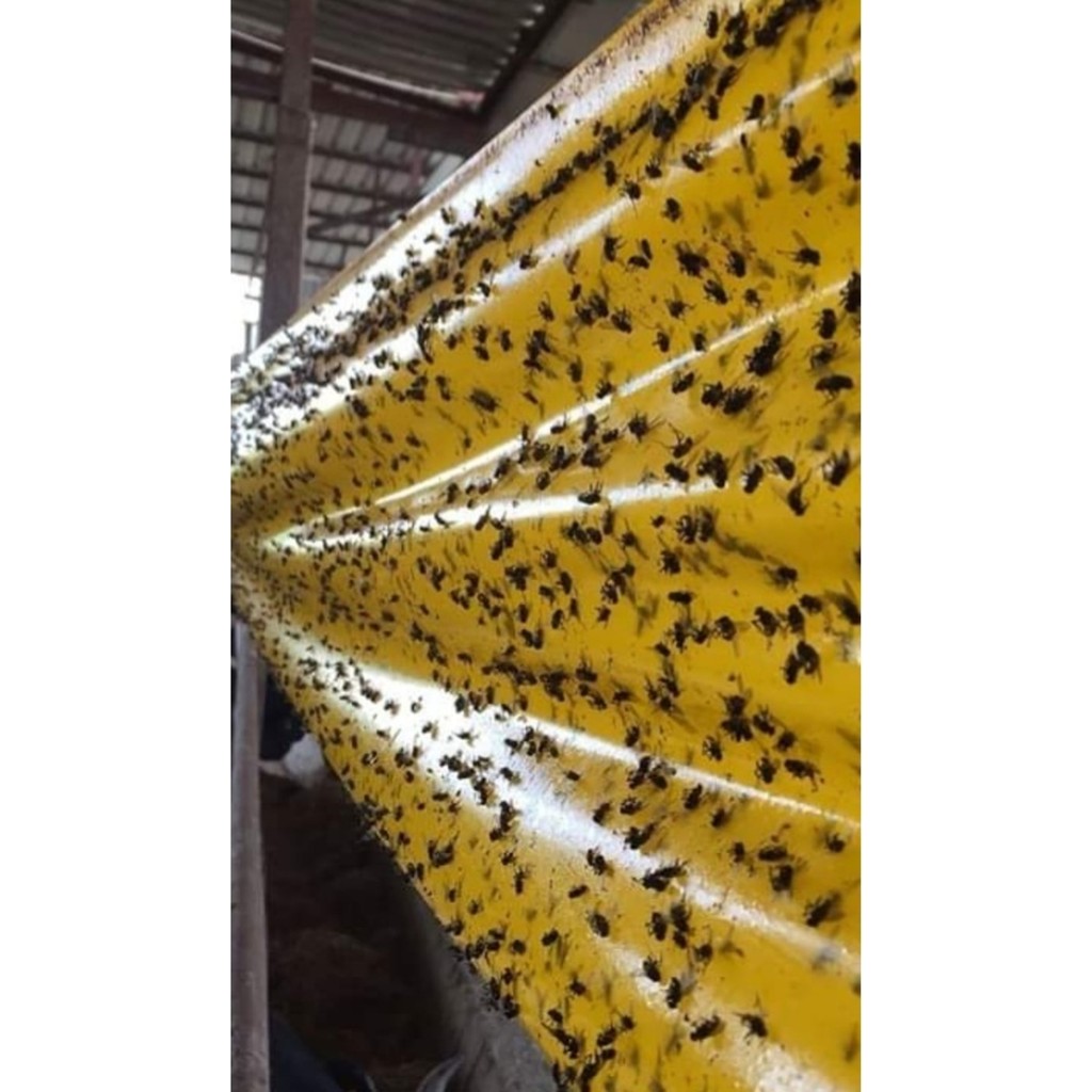 Elektro Frog Rulo Sinek Yapışkanı Bant 100 Metre Sera Çiftli Için Yakalayıcı. Tuzak Diğer Fiyatı