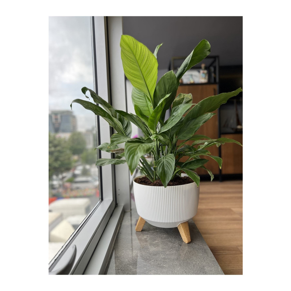 Elif Nostalji Ayaklı Saksı: 29 Cm (8 LİTRE) Saksı ve Aksesuarları Fiyatı