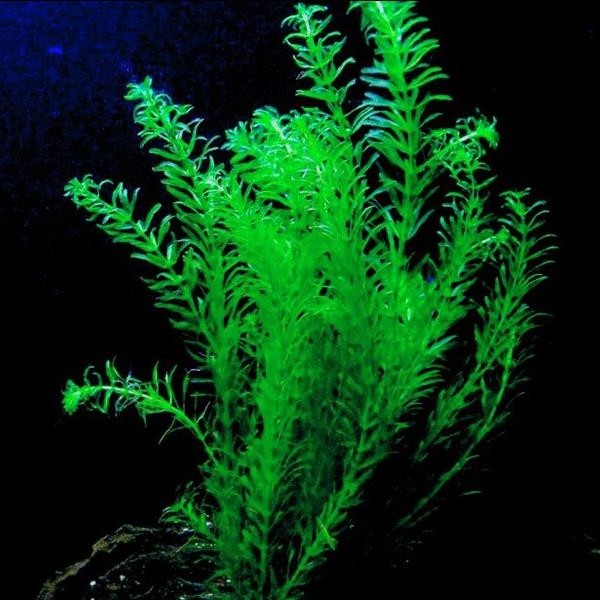 Elodea Species 5 Kök - Eledoa Canlı Bitki Diğer Fiyatı