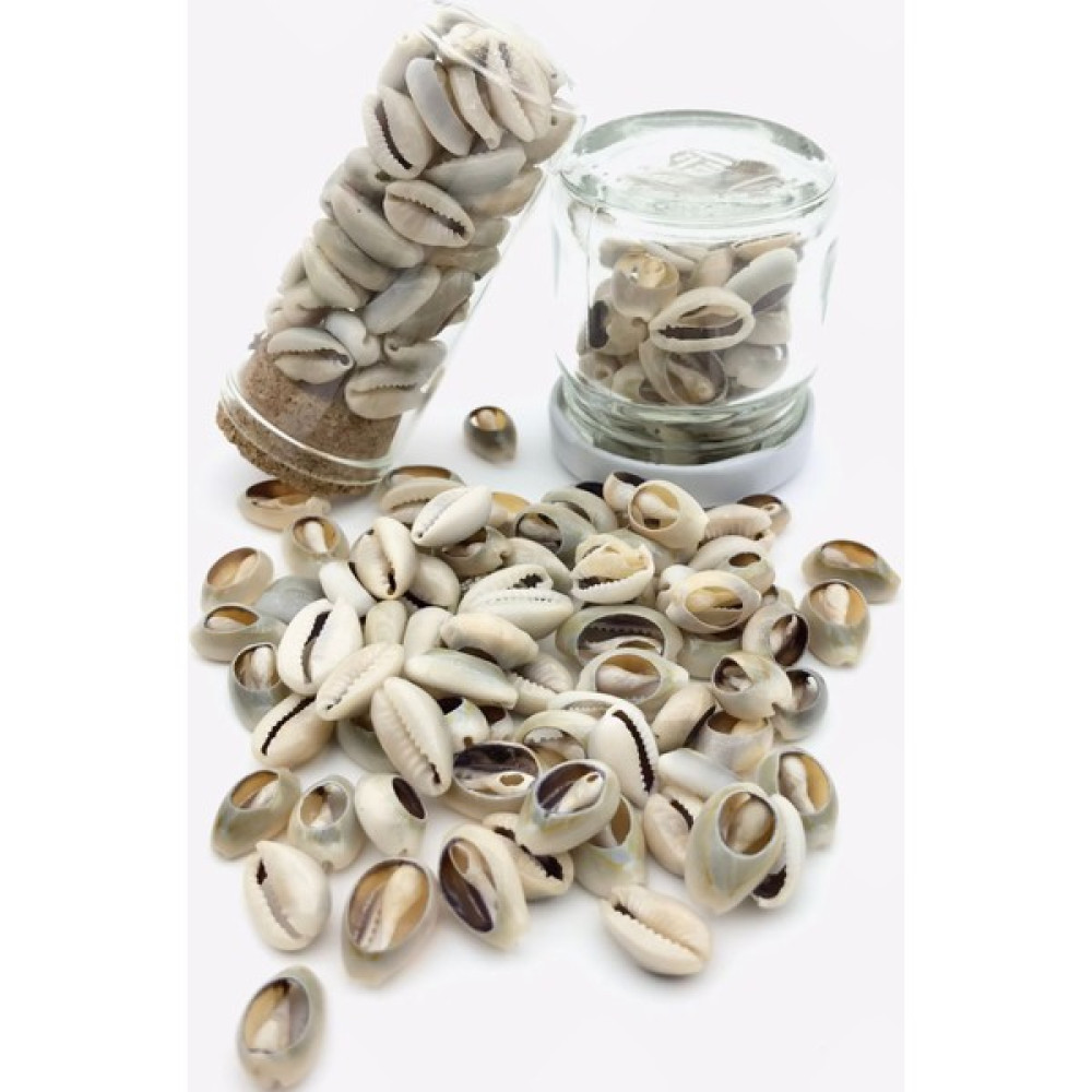 Erdal Ticaret Deniz Kabuğu (Büyük Boy Kesik Model) 2 cm Çap 1,5 cm 1 Paket 100 Gr. Evcil Hayvan Ürünleri Fiyatı