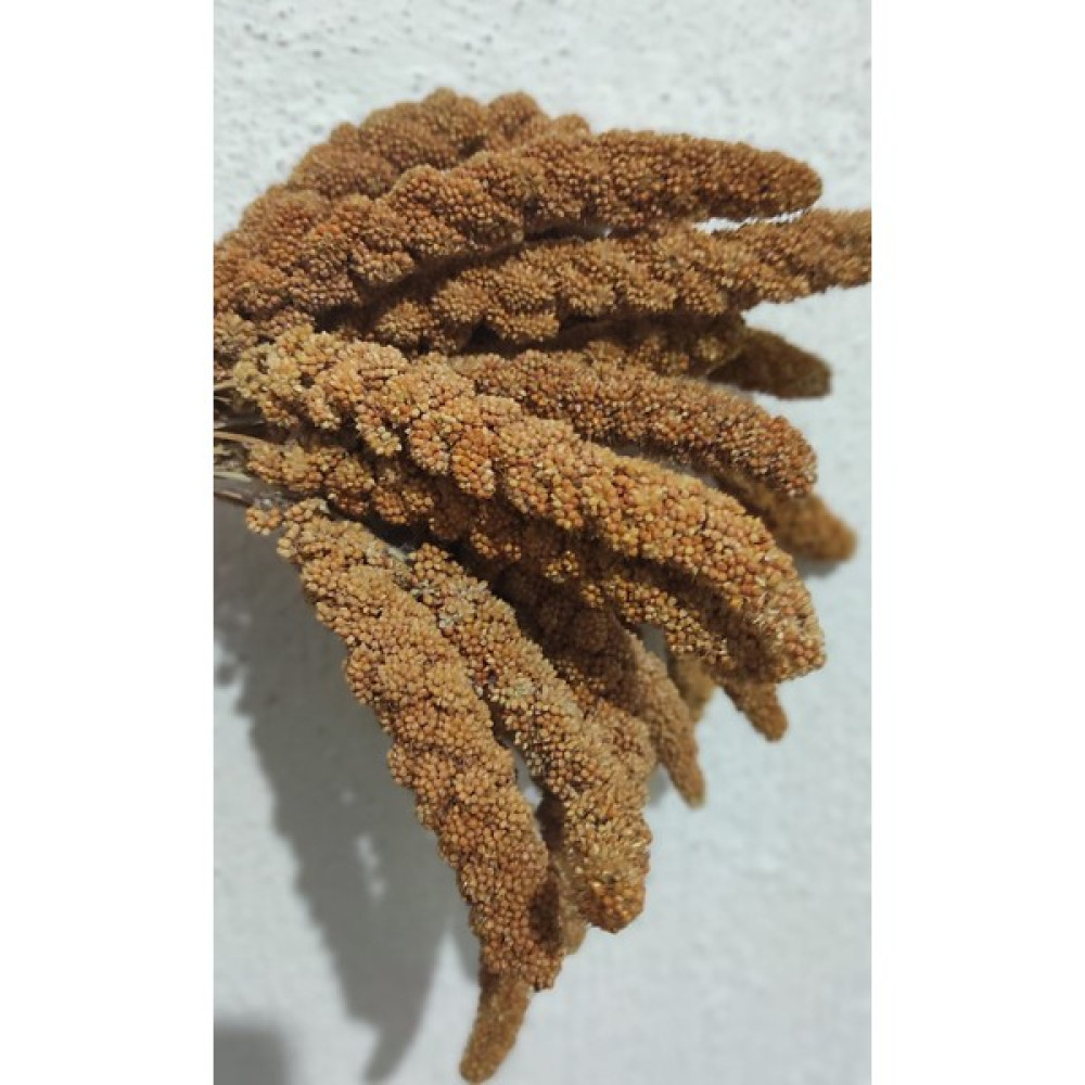 Eren Pet Dal Darı Doğal Üretim Kızıl Dal Darı 250 gr Evcil Hayvan Ürünleri Fiyatı