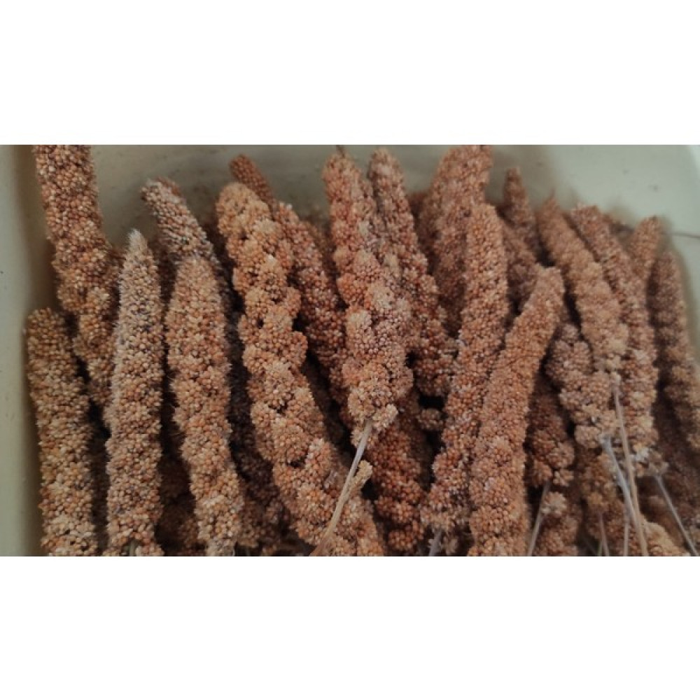 Eren Pet Doğal Üretim Kızıl Dal Darı (500 Gr.) Evcil Hayvan Ürünleri Fiyatı