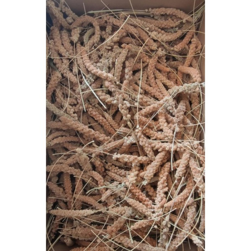 Eren Pet Parmak Boy Kızıl Dal Darı 500 gr Evcil Hayvan Ürünleri Fiyatı