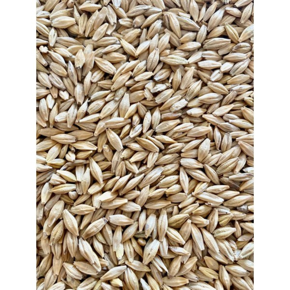 Erkan Tarım Arpa 10 kg ( Tane Arpa, Yemlik, Kuş Yemi, Besi Yemi, Büyükbaş-Küçükbaş Yemi ) Evcil Hayvan Ürünleri Fiyatı