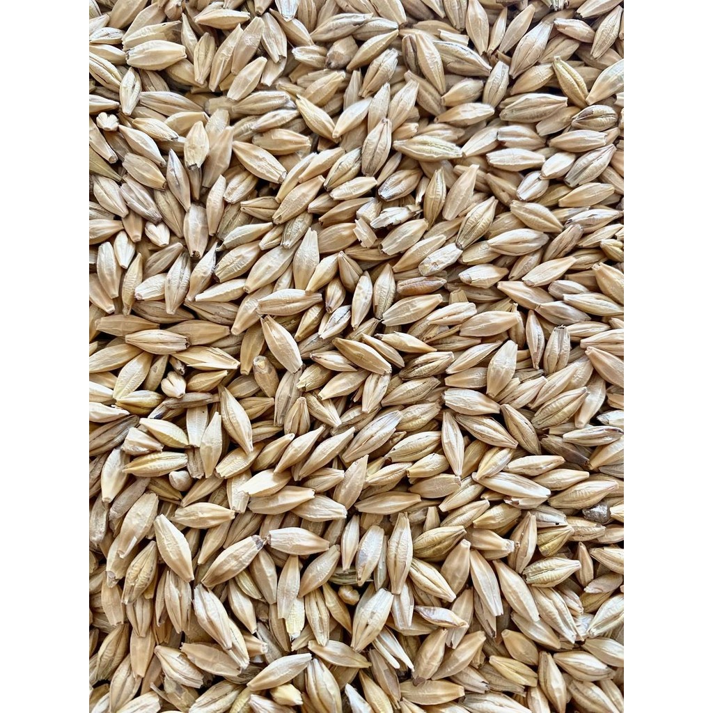Erkan Tarım Arpa 10 kg ( Tane Arpa, Yemlik, Kuş Yemi, Besi Yemi, Büyükbaş-Küçükbaş Yemi ) Evcil Hayvan Ürünleri Fiyatı