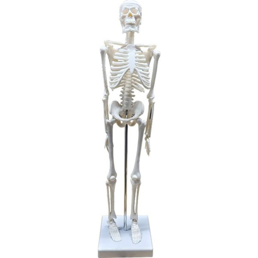 Erkentmed Jack Insan Iskelet Modeli  45CM 1/4 Boy Okul Malzemeleri Fiyatı