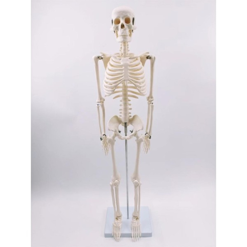 Erkentmed Joe Insan Iskelet Modeli 85 cm 1/2 Boy Okul Malzemeleri Fiyatı