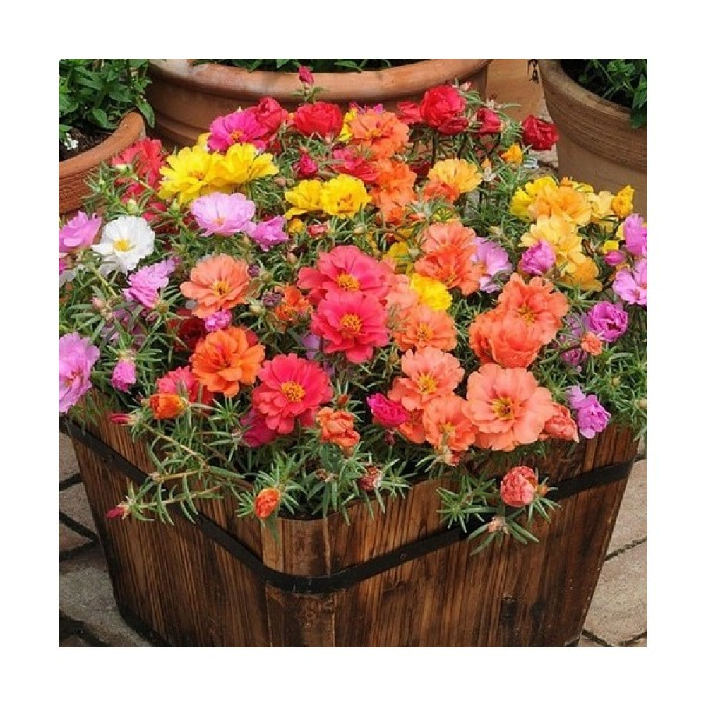 Erva Tohum Portulaca Çiçeği Tohumu 5 Tohum Çiçek Tohumu Saksı Toprak Kombin - 5 Adet Tohum Fiyatı