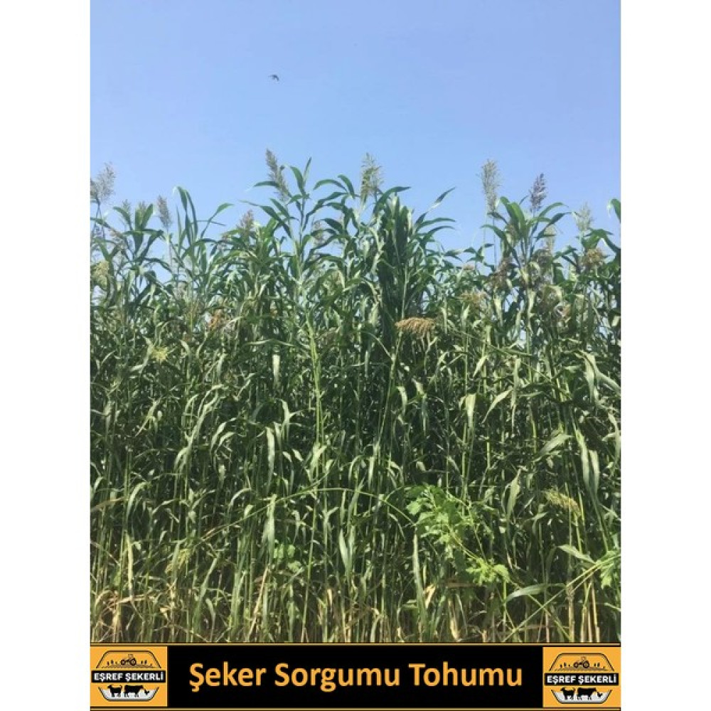 Eşref Şekerli Şeker Sorgumu Tohumu, Tatlı Sorgum, Yem Bitkisi - 1 kg Tohum Fiyatı