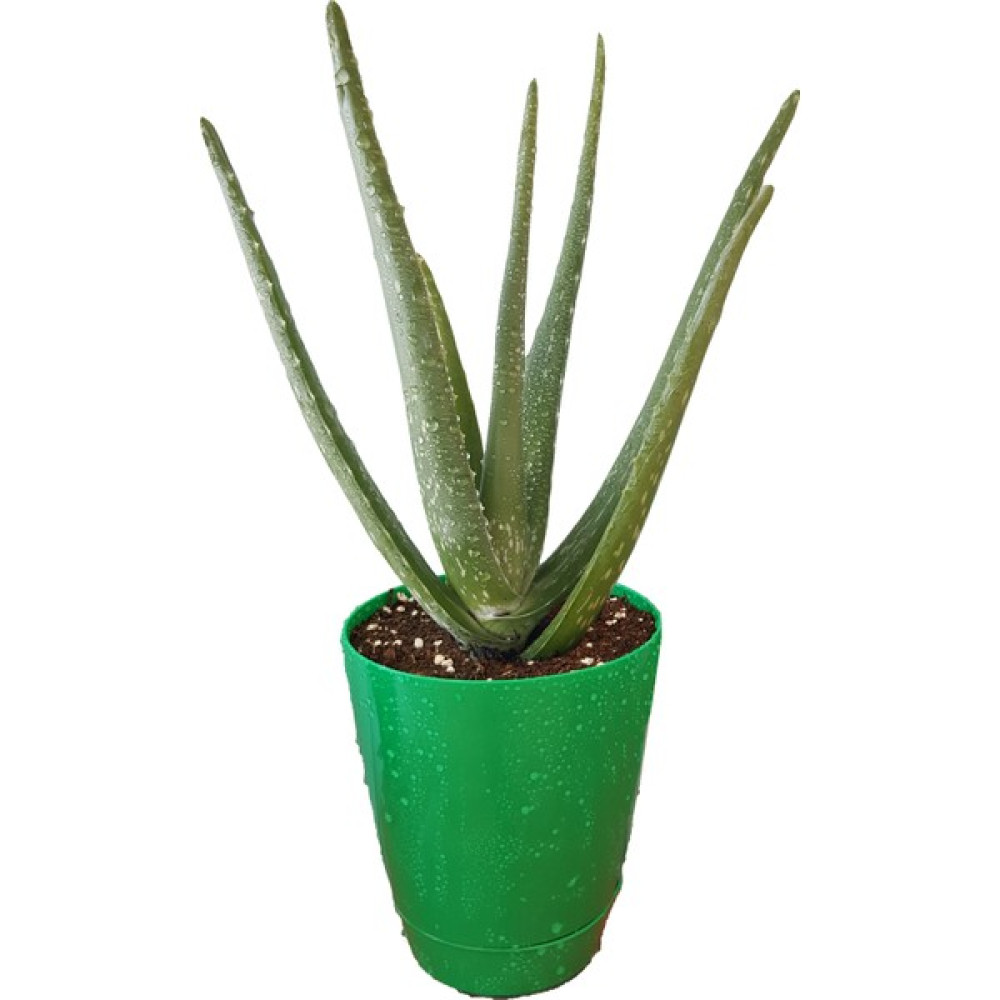 Esse Bahçe Aloevera Bitkisi 30 Cm Doğal Krem Şifalı Bitki Sarısabır Tıbbi Aloe Vera Bitki Fiyatı