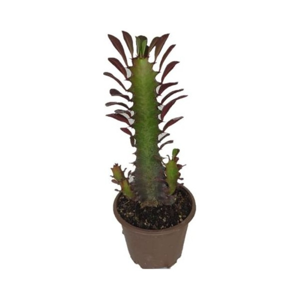 Euphorbia Trigona Rubra Kaktüs Kırmızı Süt Ağacı 1 Lt Sak Sı Içinde Bitki Fiyatı