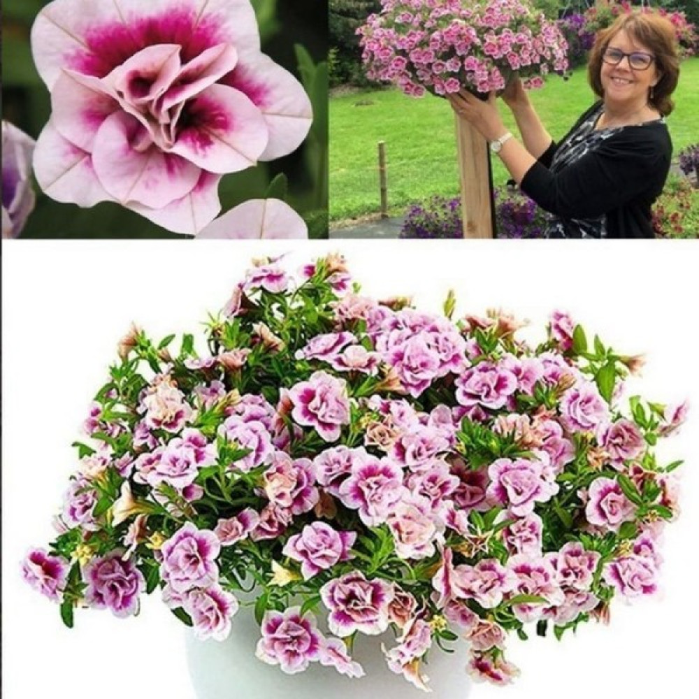 Ev Ve Bahçe Calita Katmerli Double Pink Bicolor Milyonlar Çanı Calibrochoa Çiçeği Fidesi (1 Adet) Oto Boyaları Fiyatı