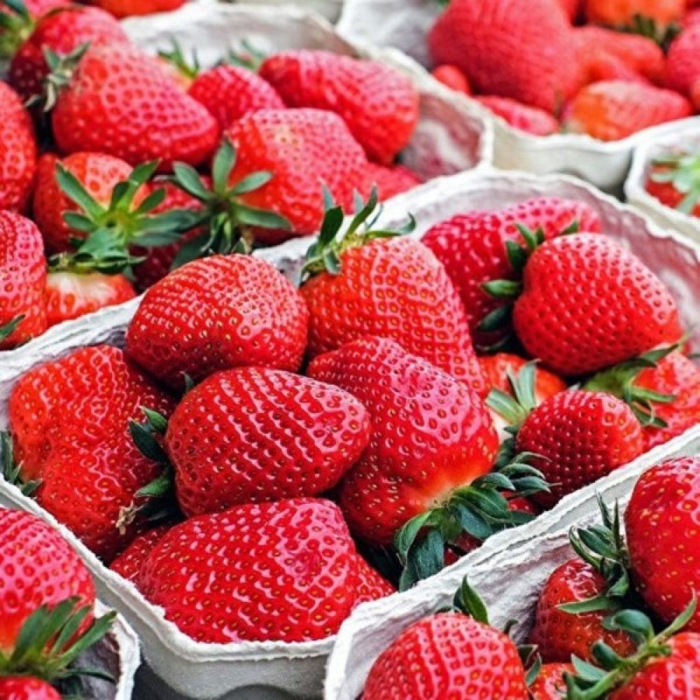 Ev Ve Bahçe Frigo Yediveren Soğuklara Dayanıklı Verimli Çilek Fidesi (5 Adet) Fidan Fiyatı