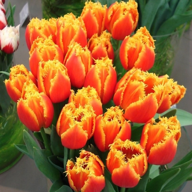Ev Ve Bahçe Fringed Beauty Lale Soğanı (5 Adet) Diğer Fiyatı
