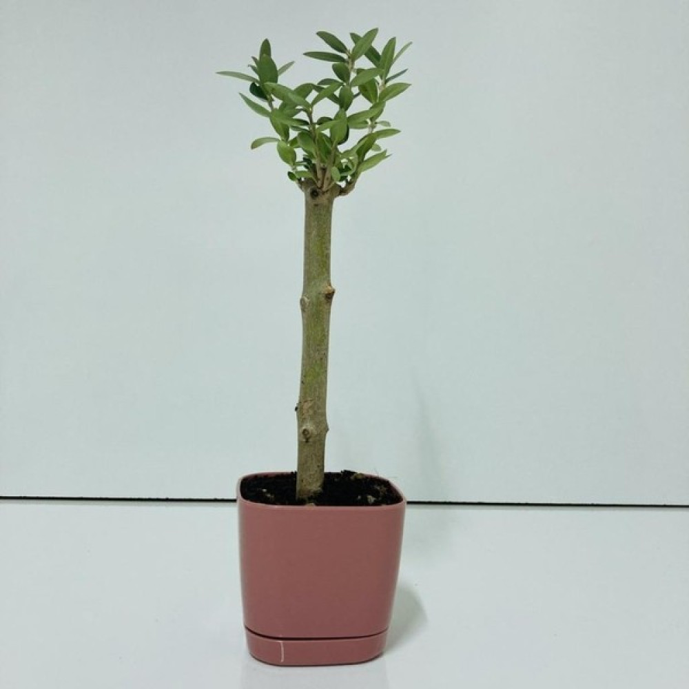 Ev Ve Bahçe Pembe Lüx Saksıda Minyatür Bonsai Zeytin Fidanı - Yok Oto Boyaları Fiyatı