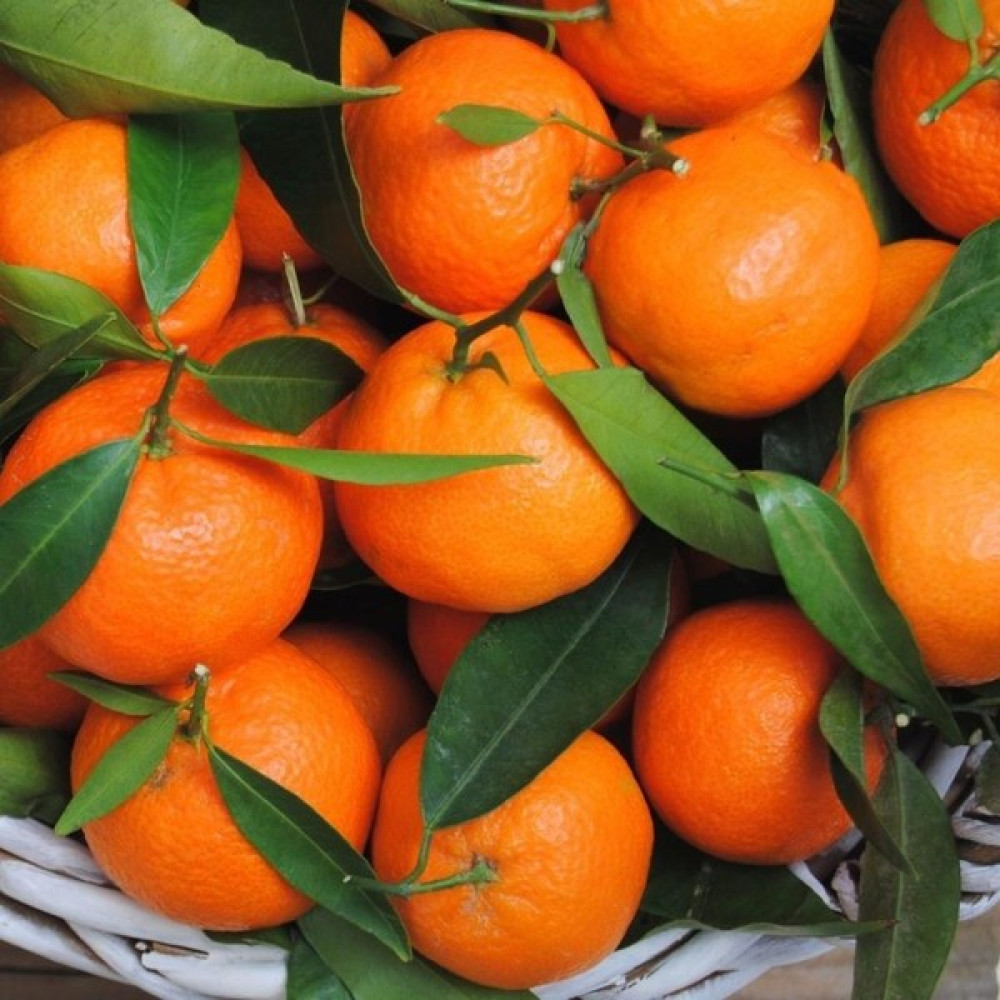 Ev Ve Bahçe Tüplü Aşılı Çok Verimli Çekirdeksiz Okitsu Mandalina Fidanı Fidan Fiyatı