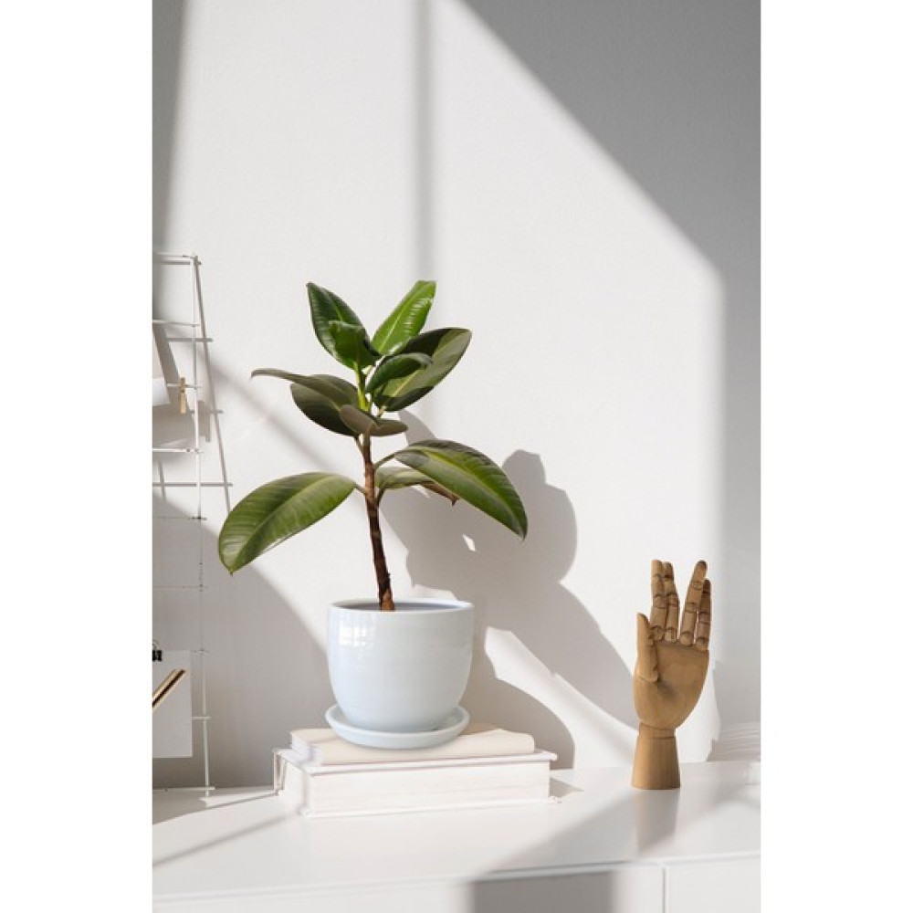 Evdek Tabaklı Beyaz U Çömlek Saksı 16X16 cm - 1 Adet - 16 x 16 cm Saksı ve Aksesuarları Fiyatı