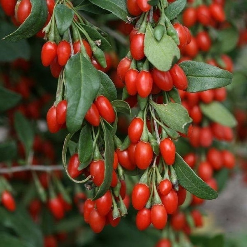 Evedair Butik Tüplü Fidan Goji Berry (Kurt Üzümü) FIDANI(10-15CM) Fidan Fiyatı