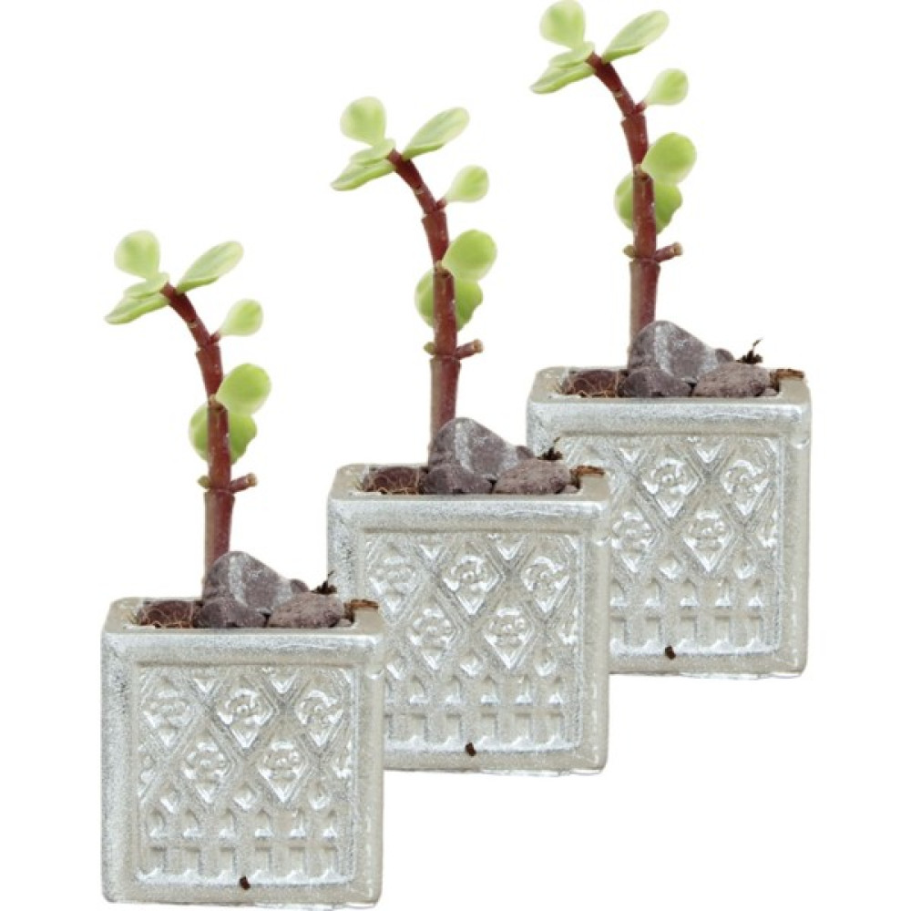 Evene Mini Çiçek Saksı Küçük Sukulent Kaktüs Saksısı 3'lü Set Mini Kare Model - Gümüş Saksı ve Aksesuarları Fiyatı