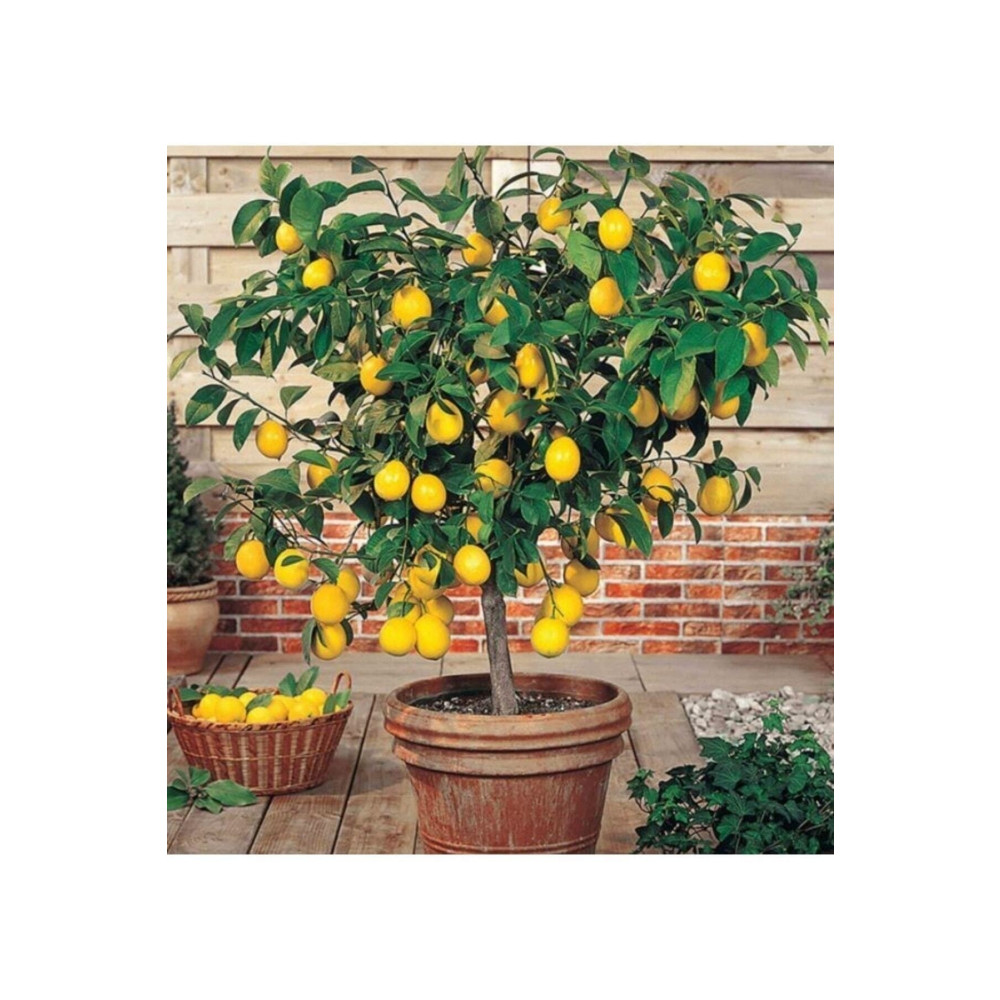 EVİM BAHÇEM Limon Fidanı Aşılı Yediveren Mayer Limon Ağacı Fidanı (Tüplü) 3 Yaş 140 ila 170 cm Bitki Fiyatı