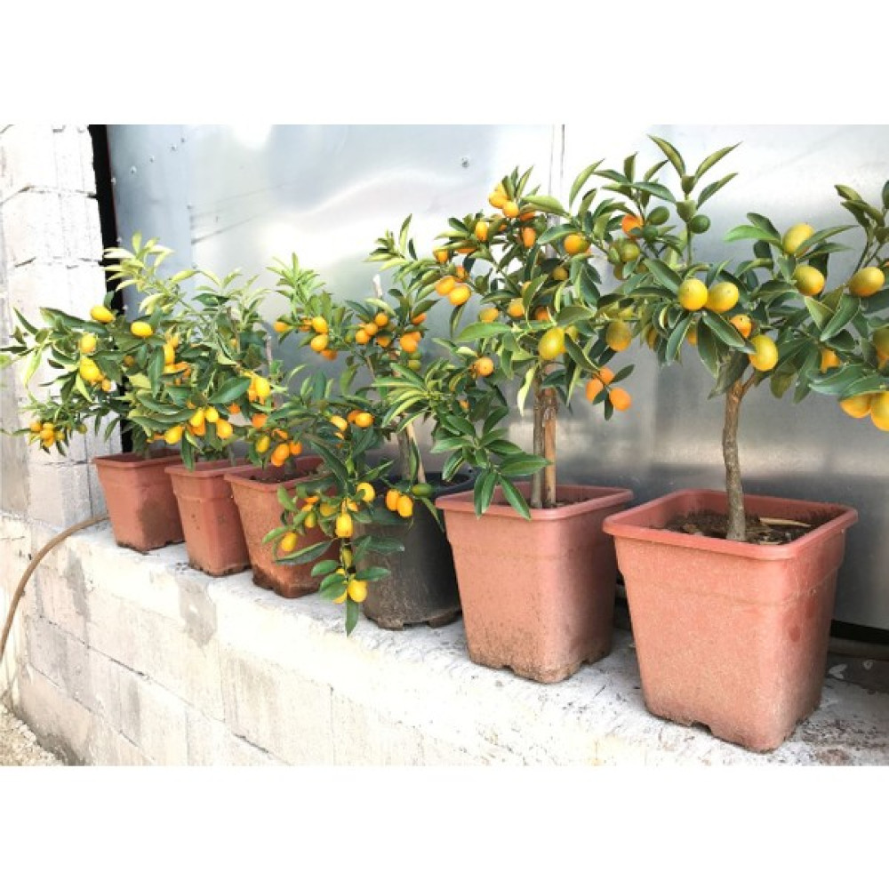 Evim Bahçem Saksılı Çiçekli Bodur Limon Ağacı Fidanı Fidan Fiyatı