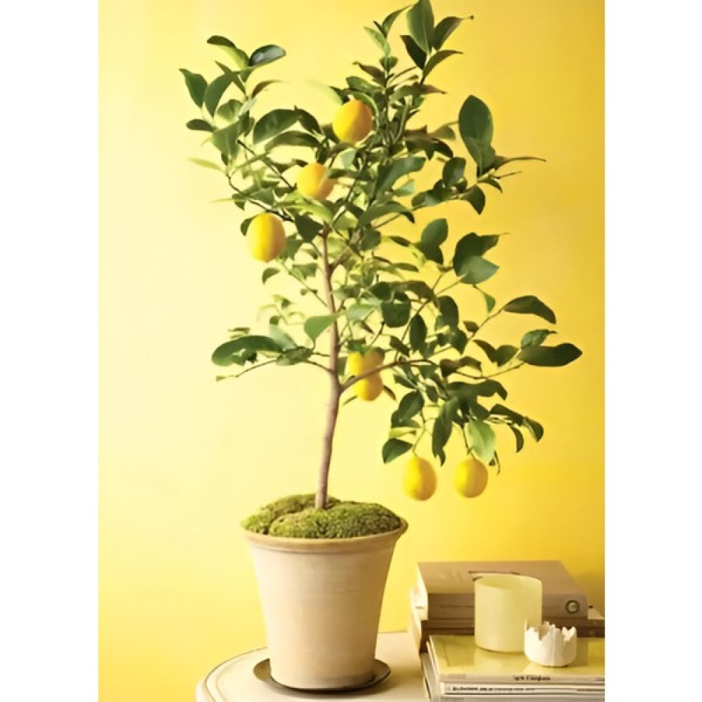 EVİM BAHÇEM Saksılı Meyveli Limon Fidanı 140 Ila 160 cm Ev Ofis Için Uygun Yediveren Limon Fidanı Limon Ağacı Fidan Fiyatı