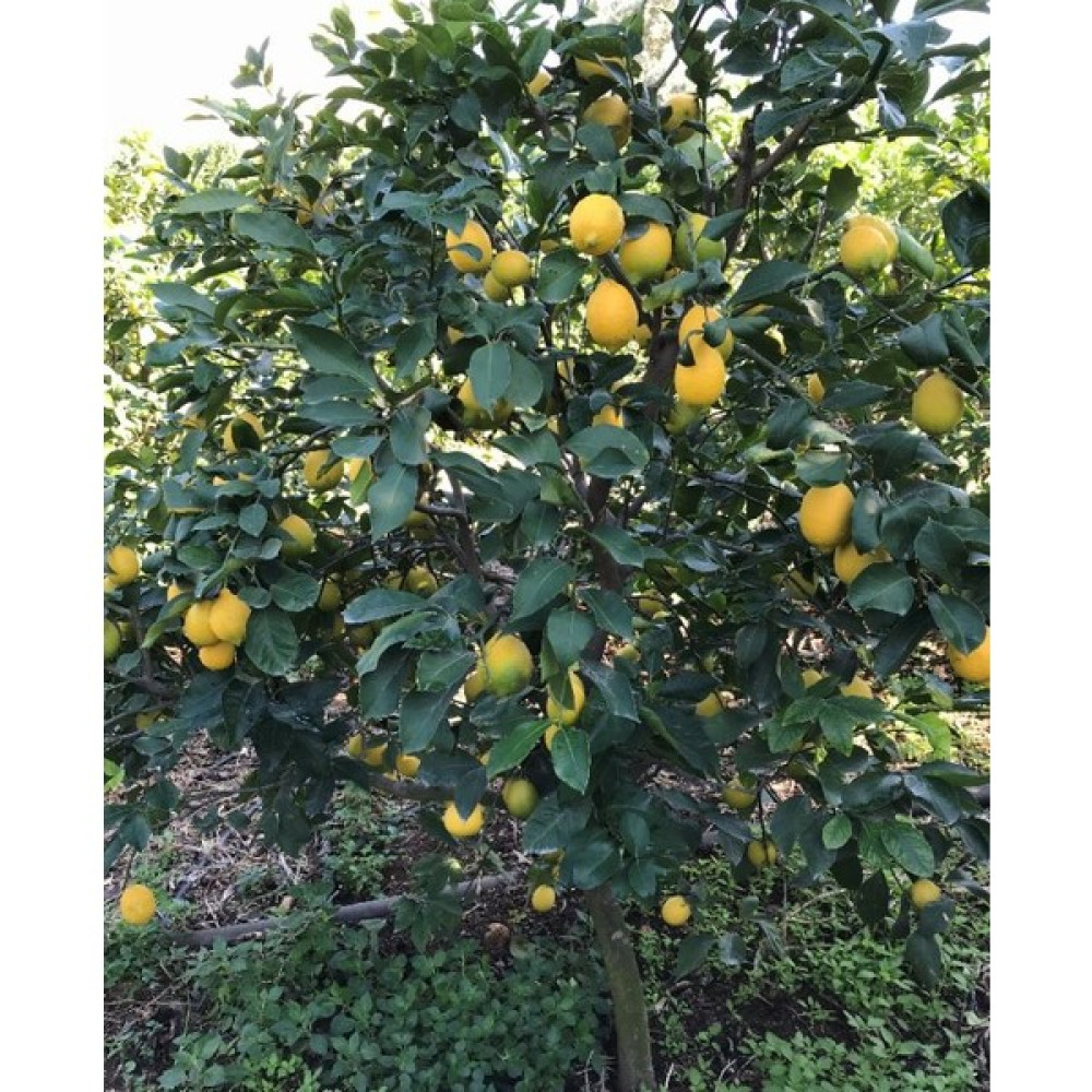 Evimde Bahçem Meyveli Limon Fidanı Yediveren Limon Ağacı 3 Yaş Fidan Fiyatı