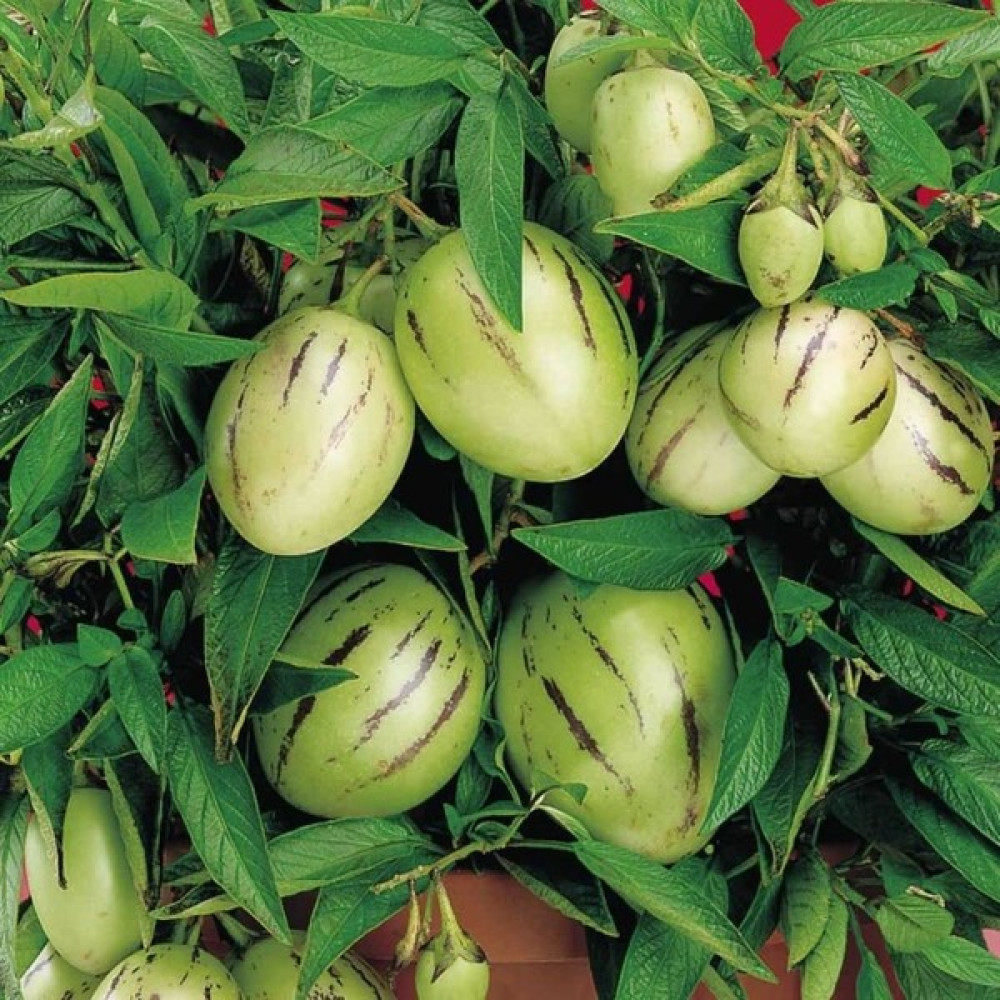 Evve Bahce Doğal Salkım Pepino Tohumu (10 Tohum) Tohum Fiyatı