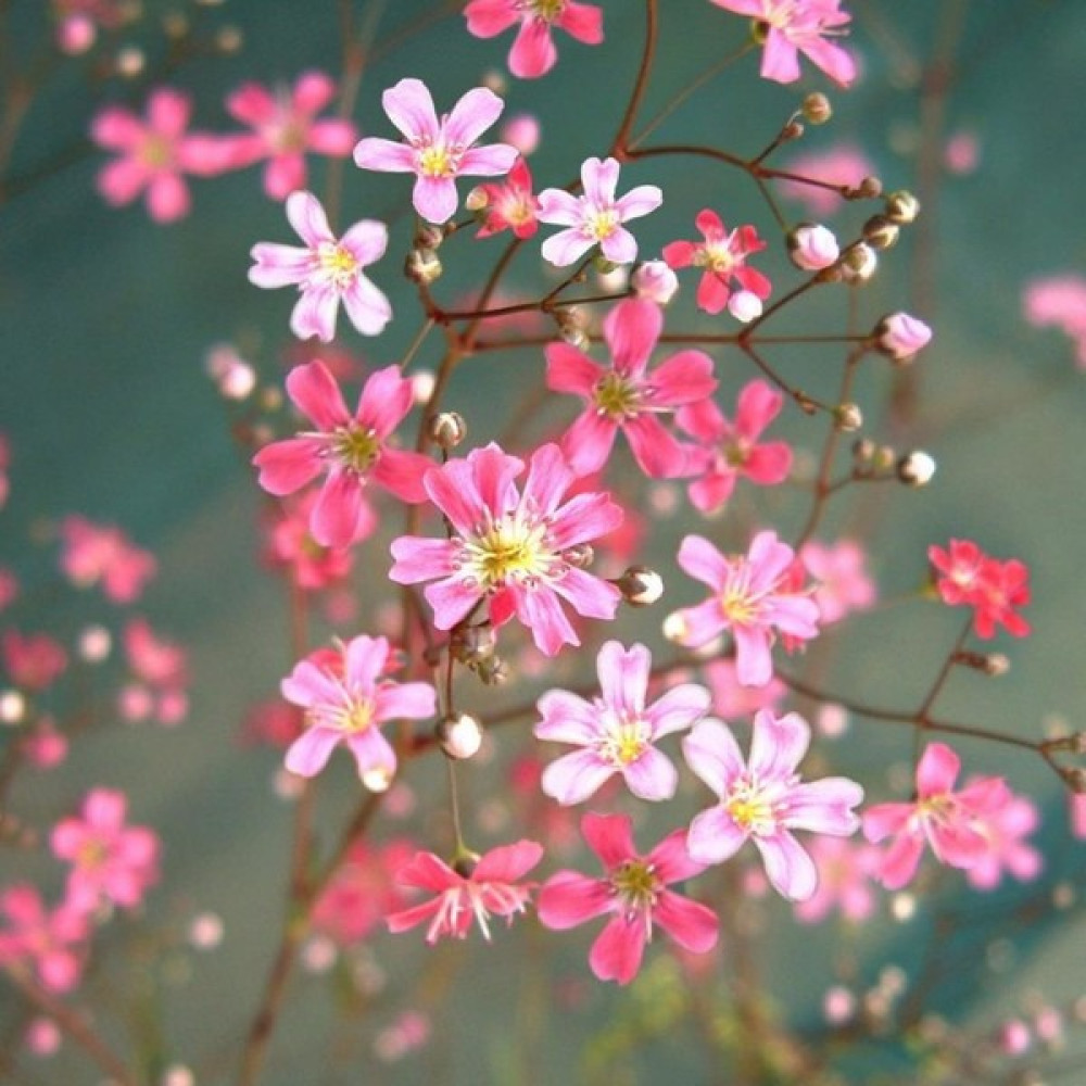 Evve Bahce Gypsophila Elegance Mixed Karışık Bahar Yıldızı Çiçeği Tohumu (100 Tohum) Tohum Fiyatı