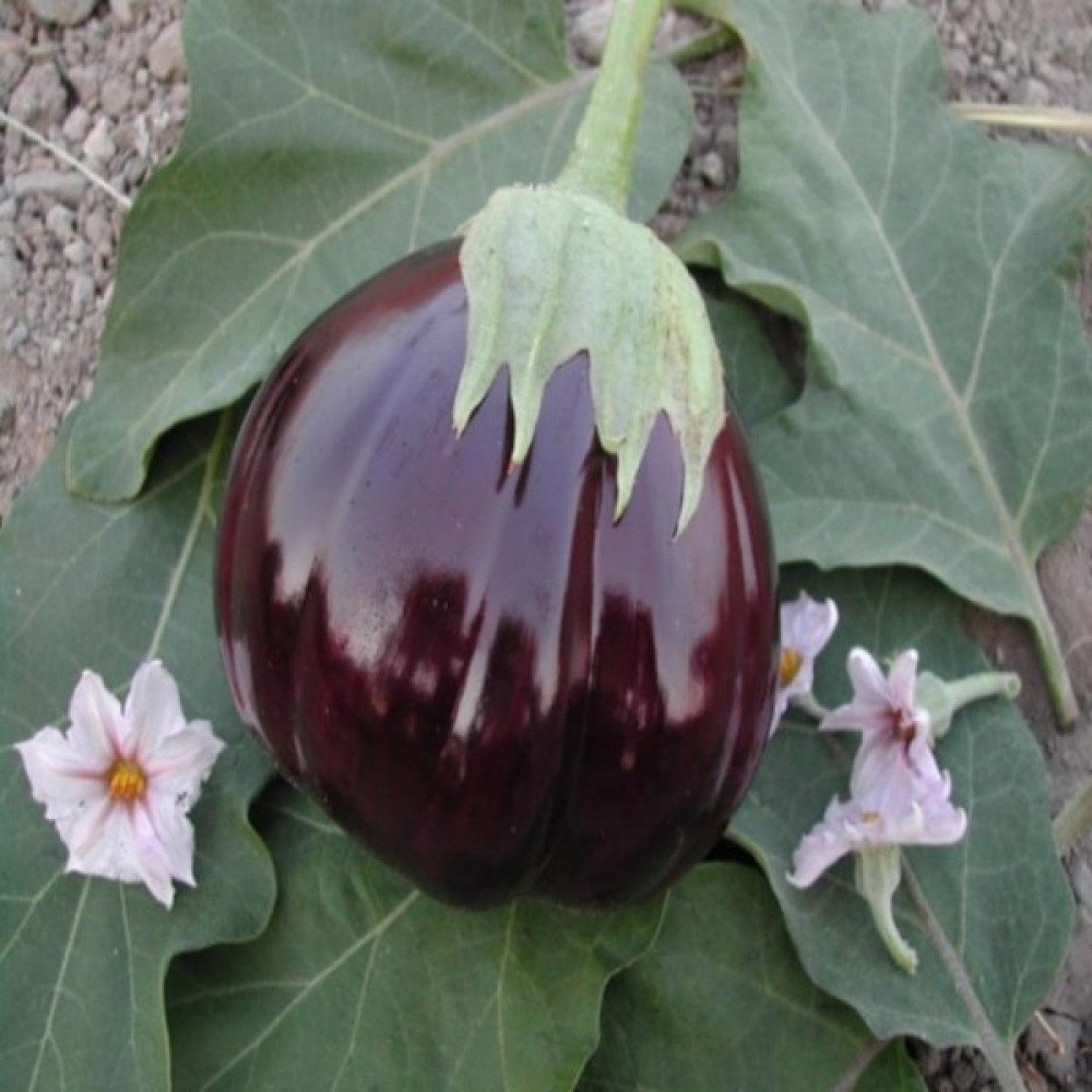 Evve Bahce Topan Dilimli Patlıcan Tohumu (100 Tohum) Tohum Fiyatı