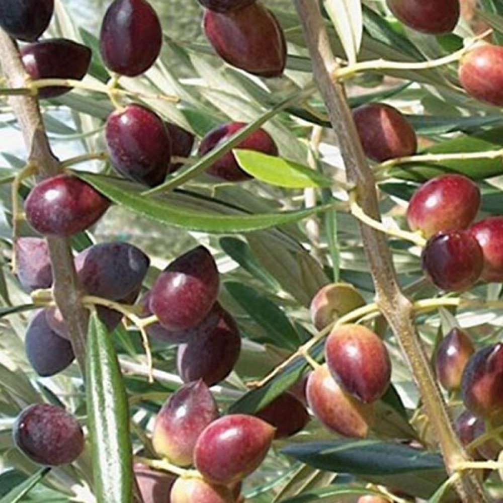 Evve Bahce Tüplü Manzalina Zeytin Fidanı Fidan Fiyatı