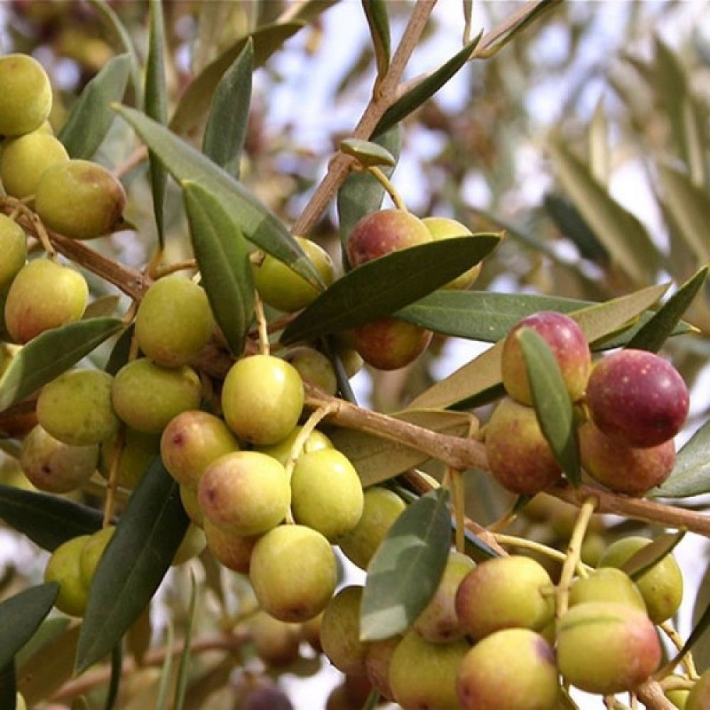 Evve Bahçe Tüplü Yüksek Verimli Bodur Arbequina Zeytin Fidanı Fidan Fiyatı