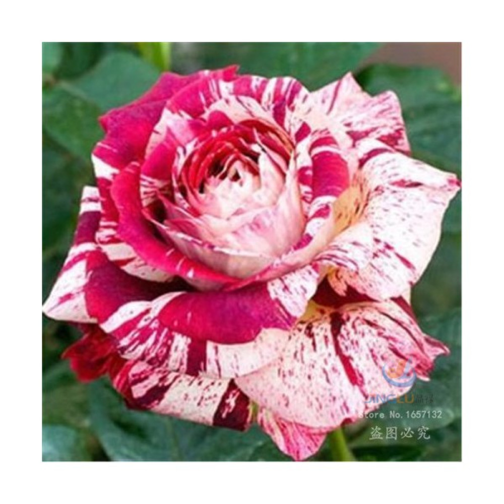 Farm Life 5 Adet Pink Tiger Gül Tohumu Tohum Fiyatı