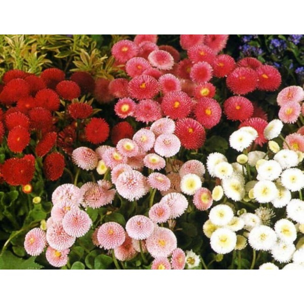 Farm Life Karışık Renkli Şeker Tabağı Çiçeği Tohumu (50 Tohum) - 50 Adet Tohum Fiyatı