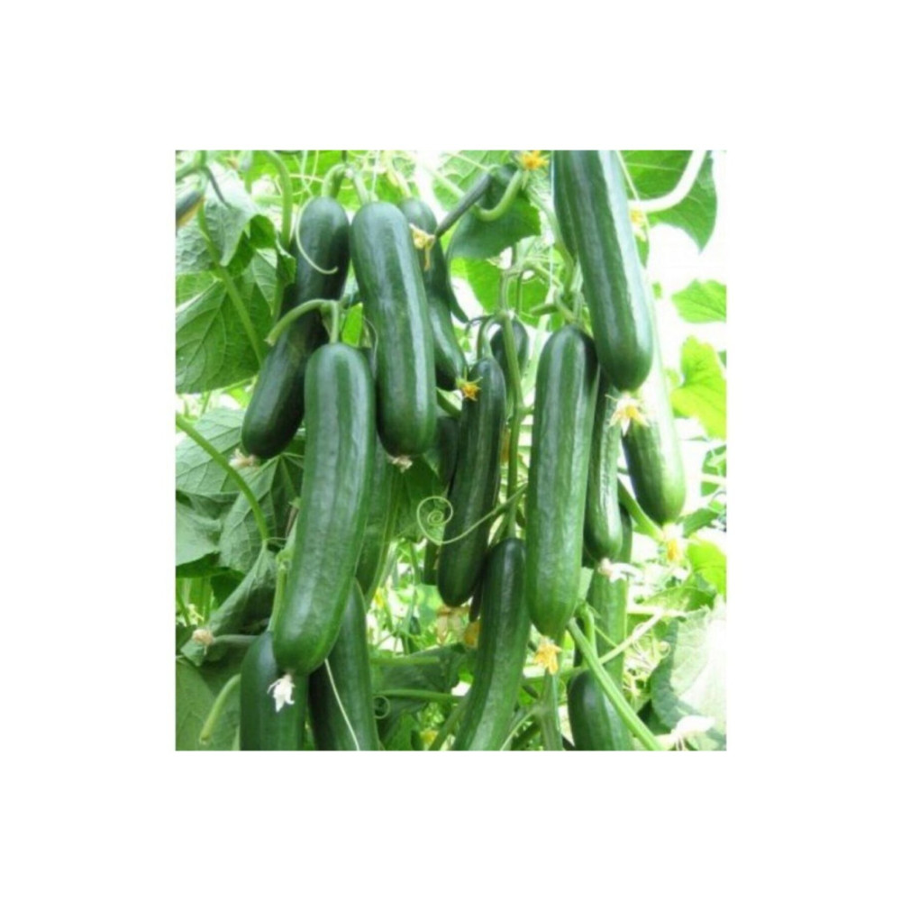 Farmer Life Erkenci Badem Salatalık Tohumu (100 Tohum) Tohum Fiyatı