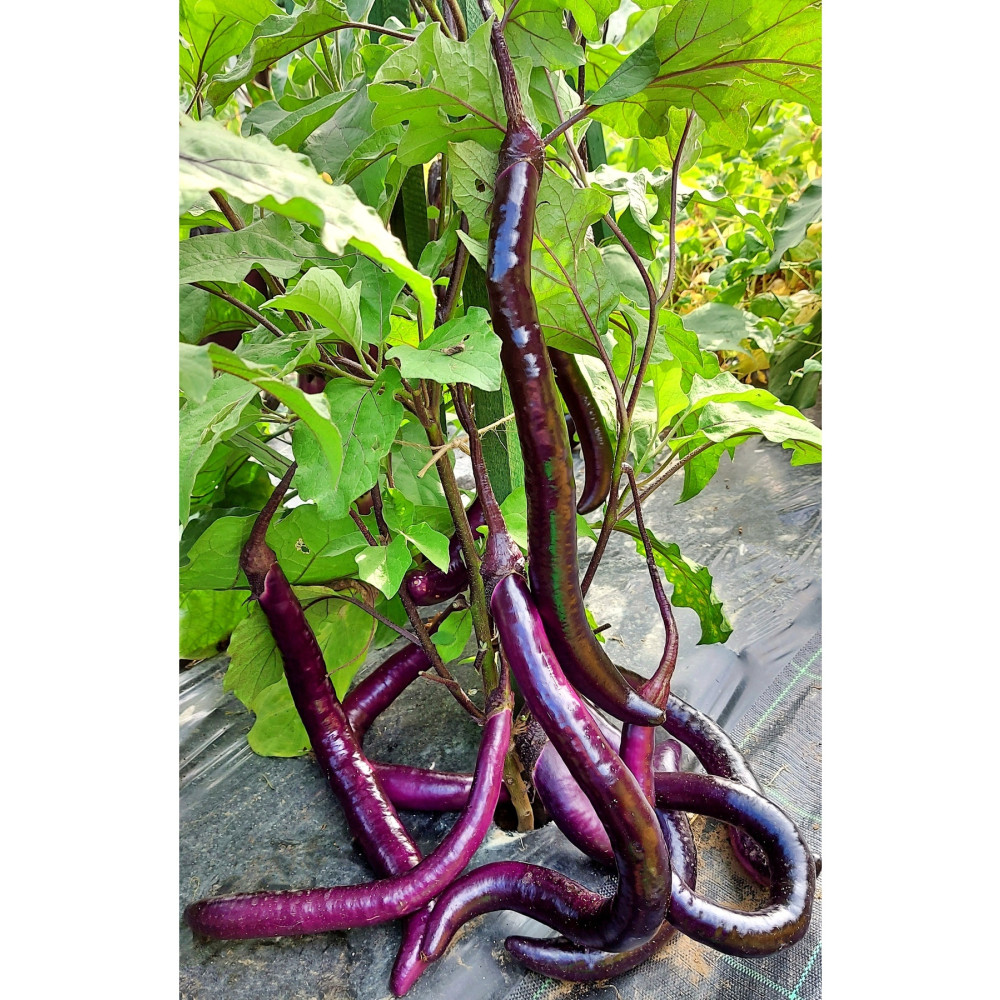 Farmer Life Muğla Yılanı Patlıcan Tohumu (10 TOHUM) Tohum Fiyatı