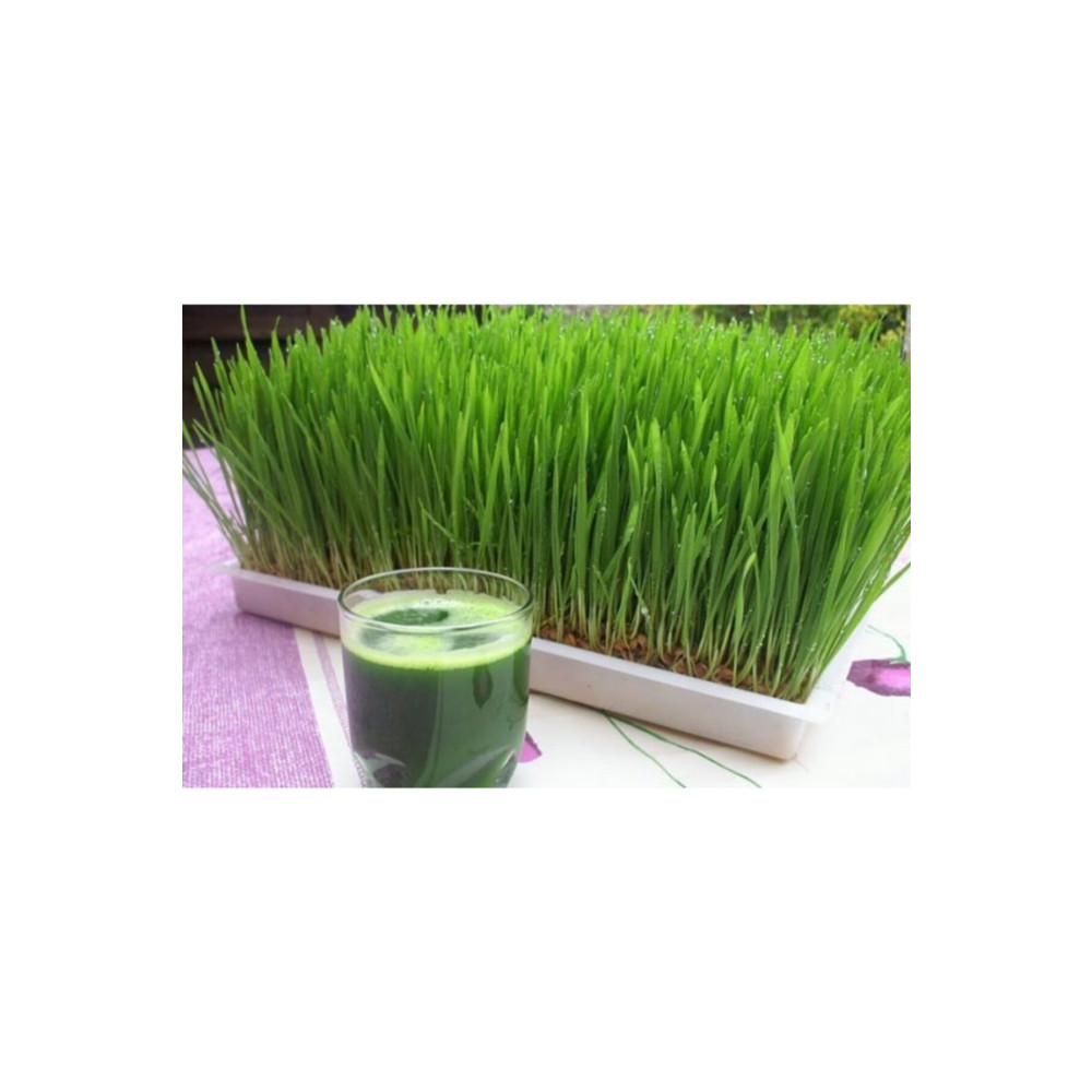FarmLife Tohum 1 Kg Organik Buğday Çimi - Kedi Çimi Tohumu Tohum Fiyatı