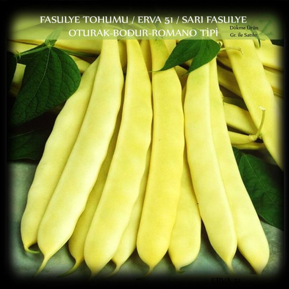 Fasülye Tohumu 250 gr (650+ Adet) Erva 51 Sarı Özel Fasulye Tohum Tohum Fiyatı