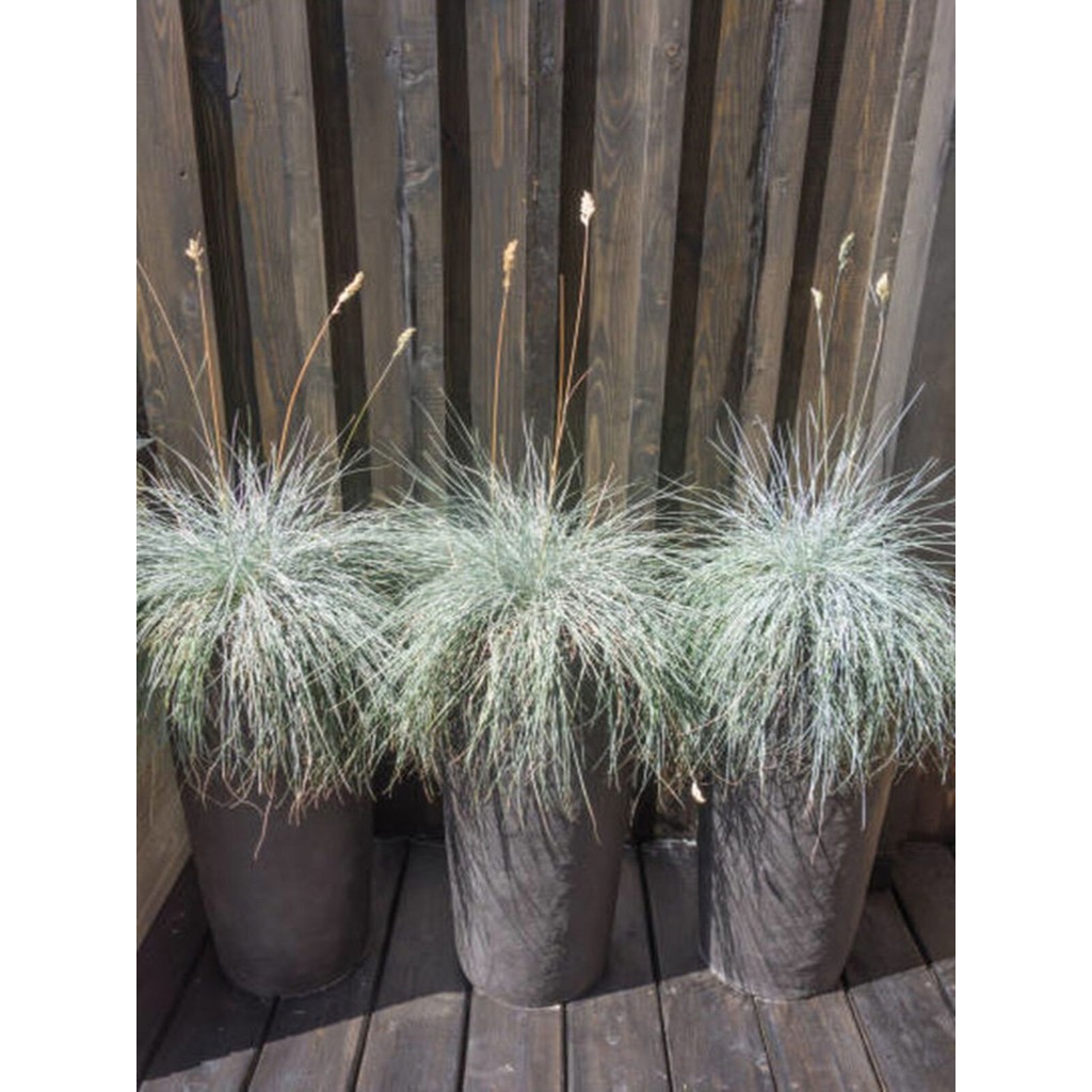 Favori Ürün Bahçe Dekoratifi Mavi Çim(10 30 Cm)3 Adet Saksılı Dış Mekan Bitkisi Blue Fescue Saksı ve Aksesuarları Fiyatı