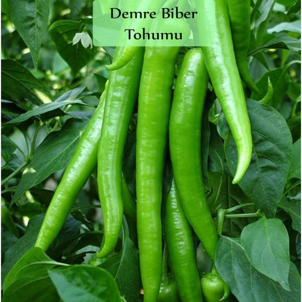 Fenton Sera Demre Biber Tohumu 1 Paket (10GR=1000+ Adet) Demre Biber Tohumu - 10 gr Tohum Fiyatı