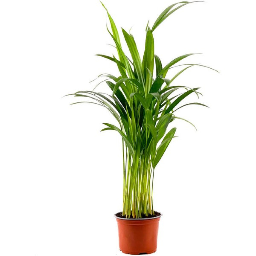 Fidan Burada Areka Palmiyesi-Areca Dypsis Lutescens 50-70 cm Bitki Fiyatı