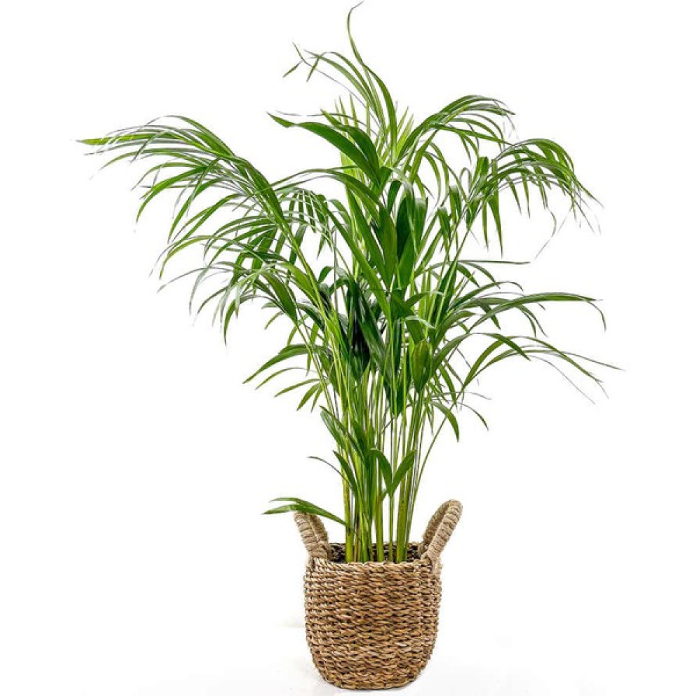 Fidan Burada Areka Palmiyesi - Dypsis Lutescens - Salon Palmiyesi Basic Hasır Saksılı 80-100 cm Bitki Fiyatı