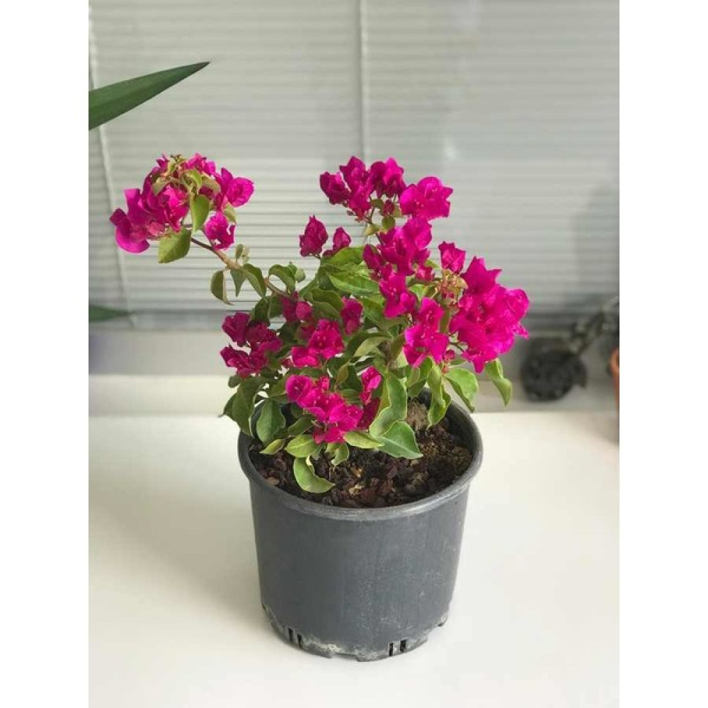 Fidan Burada Bodur Begonvil-Mor Deep Purple Bougainvillea Glabra Bitki Fiyatı
