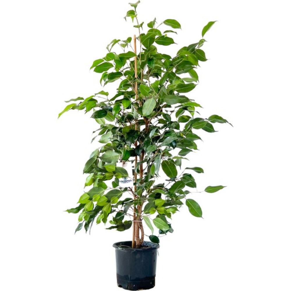 Fidan Burada Ficus Benjamina Danielle-Benjamin Bitkisi 80cm Bitki Fiyatı