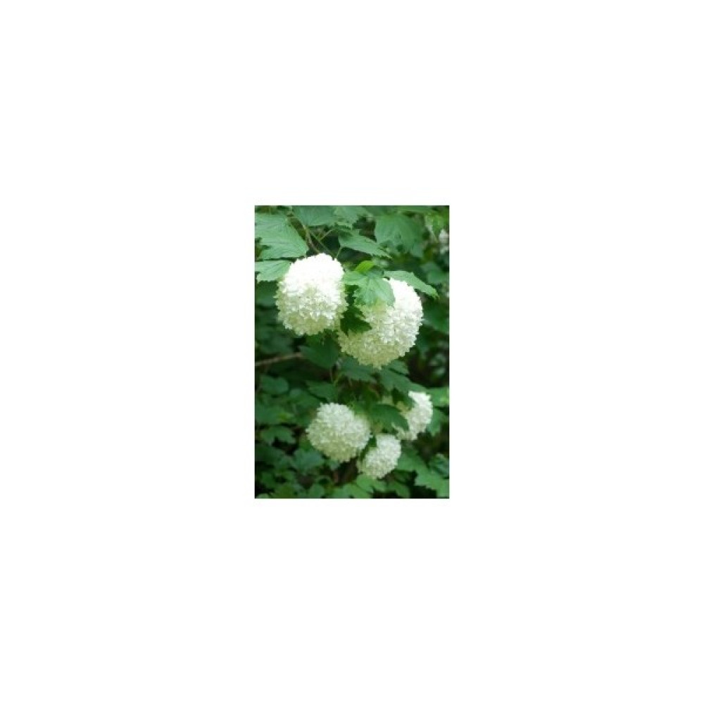 Fidan Burada KARTOPU (Viburnum Opolus) Bitki Fiyatı