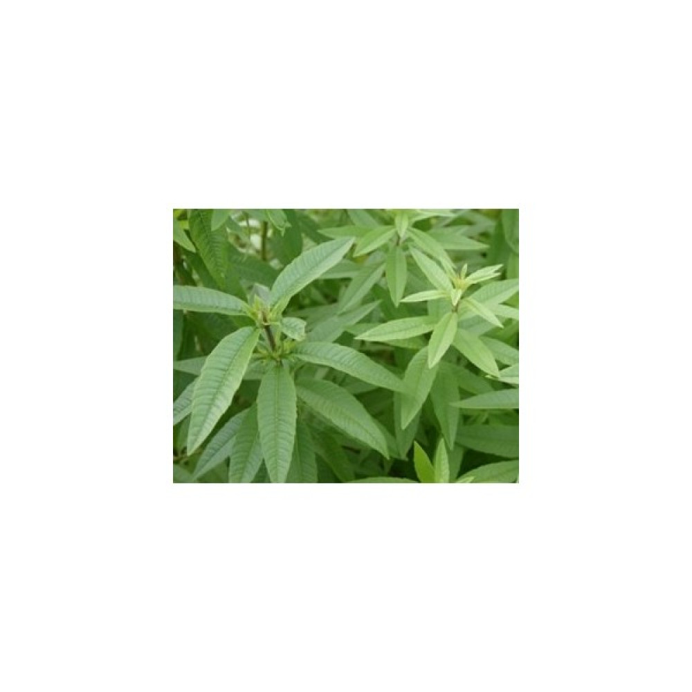 Fidan Burada LİMON OTU MELİSA (Aloysia Triphylla) Bitki Fiyatı