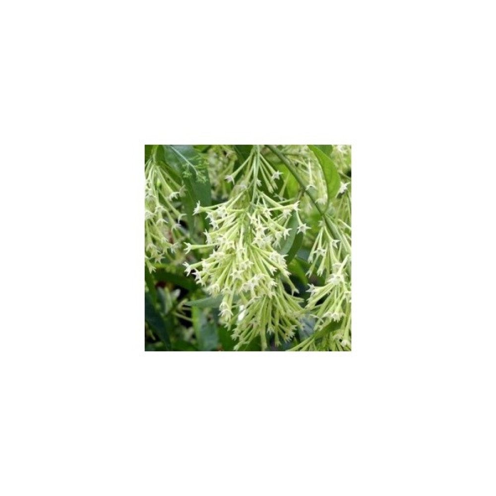 Fidan Burada MELİSA - PARFÜM ÇİÇEĞİ 6'lı SET (Cestrum Nocturnum) Bitki Fiyatı